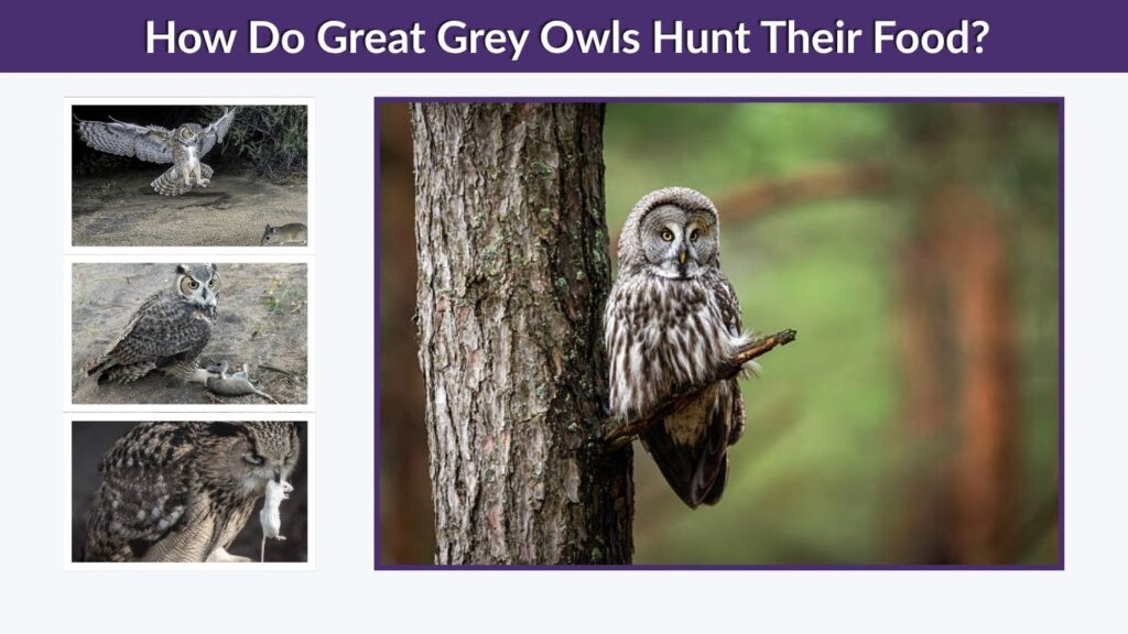 How Do Great Grey Owls Hunt Their Food?