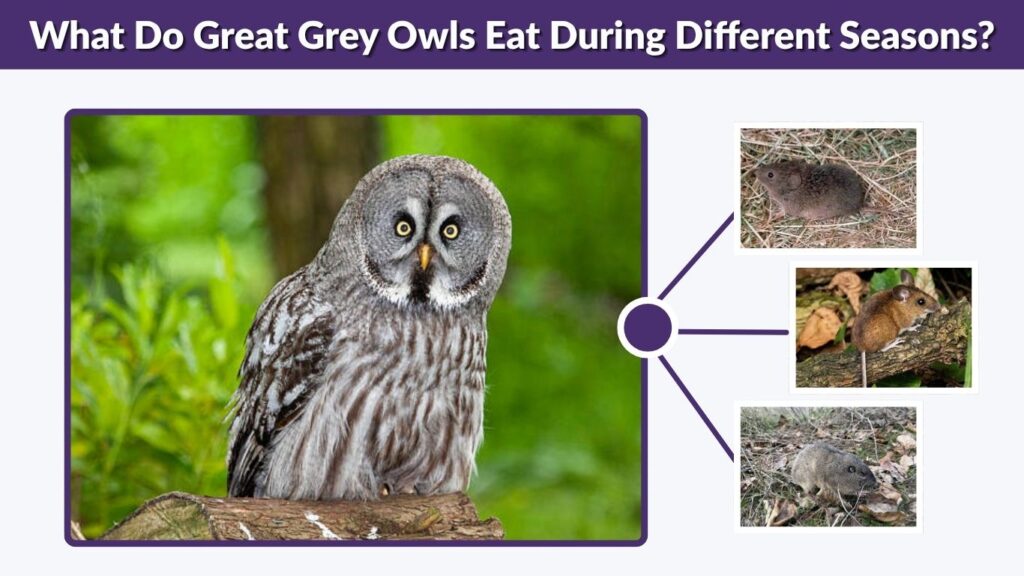 What Do Great Grey Owls Eat During Different Seasons?