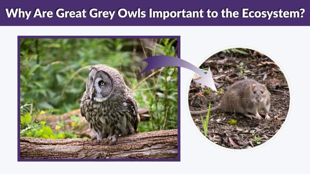 Why Are Great Grey Owls Important to the Ecosystem?