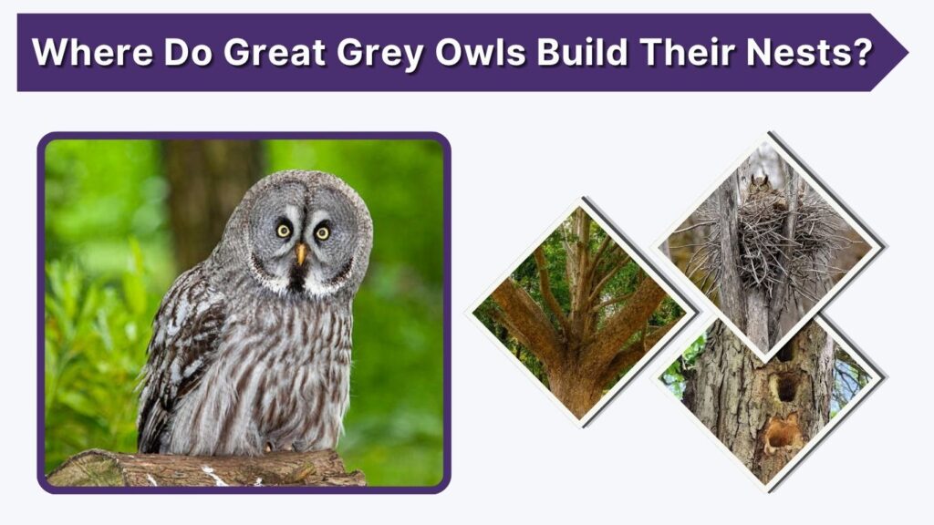 Where Do Great Grey Owls Build Their Nests?