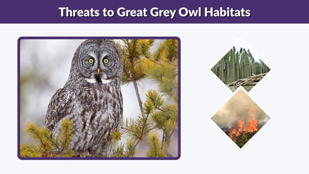 Threats to Great Grey Owl Habitats