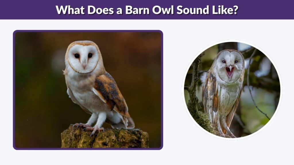What Does a Barn Owl Sound Like?