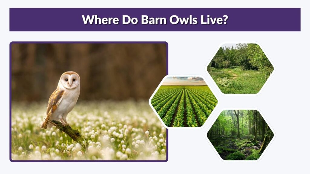 Where Do Barn Owls Live?