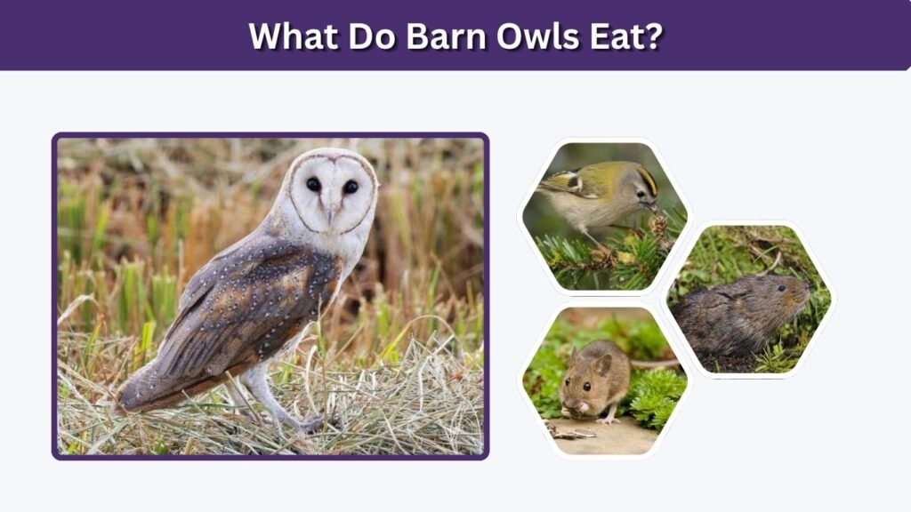 What Do Barn Owls Eat?