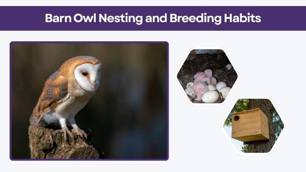 Barn Owl Nesting and Breeding Habits