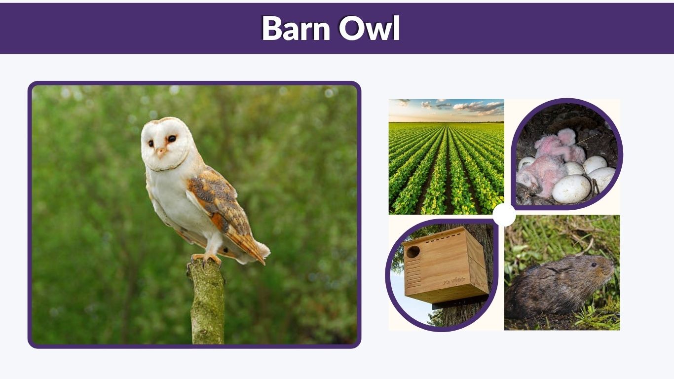 Barn Owl: Facts, Sounds, Size, Habitat, Diet & Identification