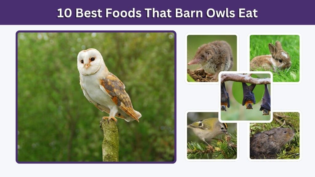 10 Best Foods That Barn Owls Eat
