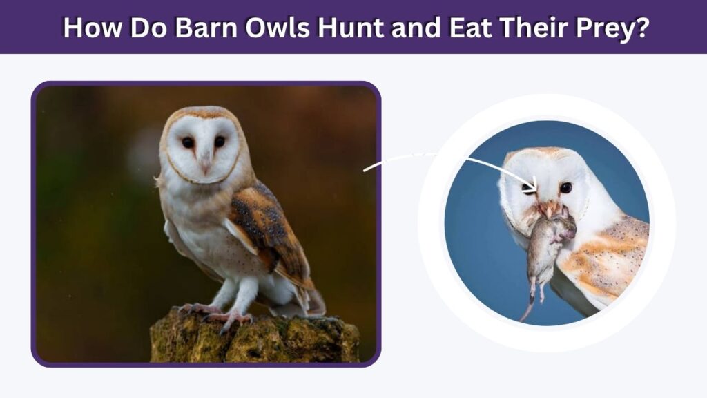 How Do Barn Owls Hunt and Eat Their Prey?
