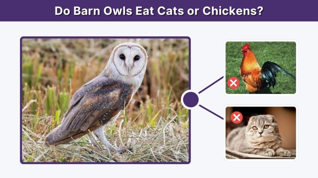 Do Barn Owls Eat Cats or Chickens?