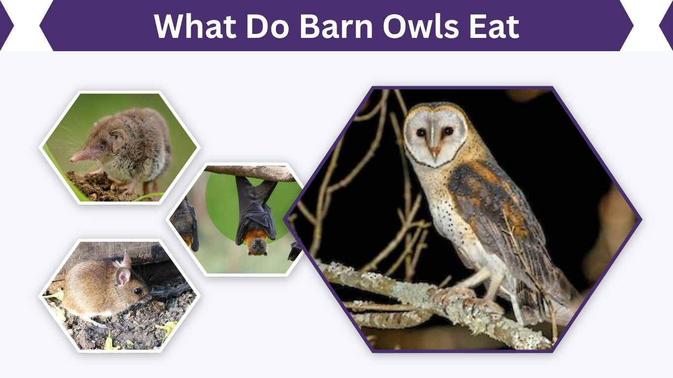 What Do Barn Owls Eat? 10 Best Foods in Their Diet