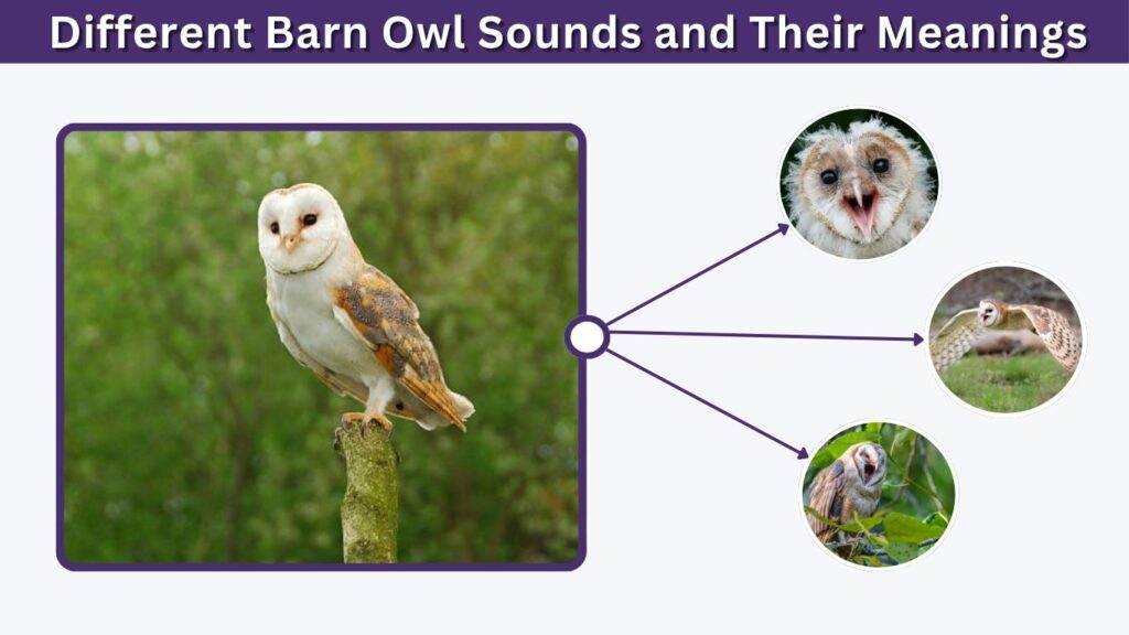 Different Barn Owl Sounds and Their Meanings