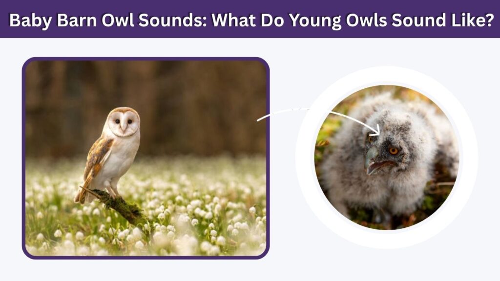 Baby Barn Owl Sounds: What Do Young Owls Sound Like?