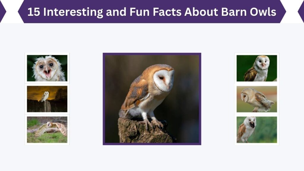 15 Interesting and Fun Facts About Barn Owls