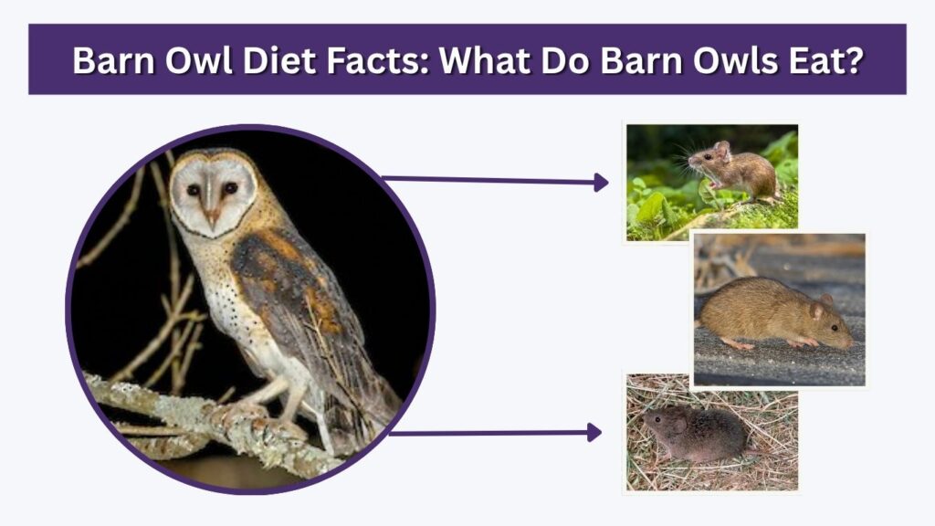 Barn Owl Diet Facts: What Do Barn Owls Eat?