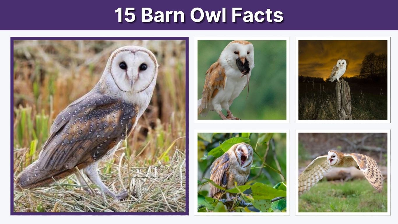 15 Barn Owl Facts: Fun Facts, Habitat & More