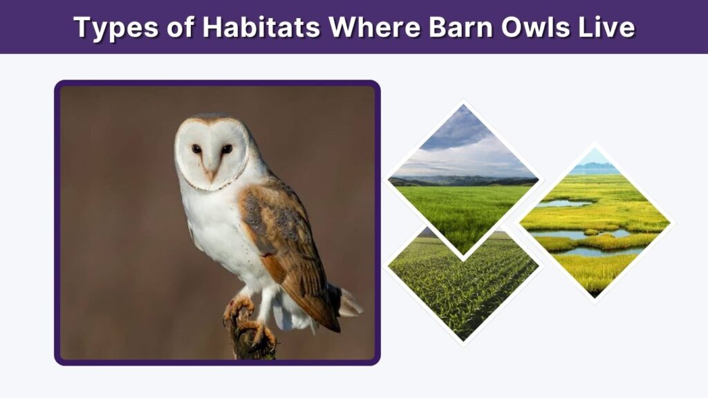 Types of Habitats Where Barn Owls Live