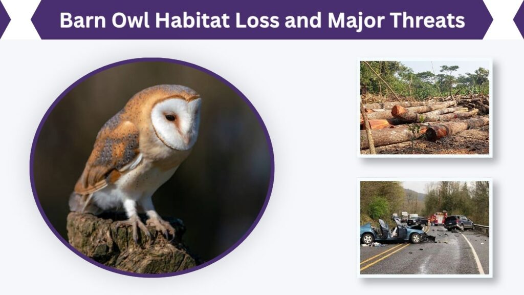 Barn Owl Habitat Loss and Major Threats