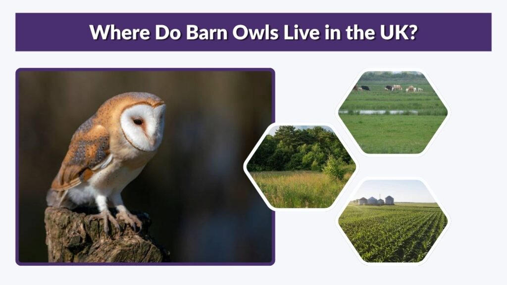 Where Do Barn Owls Live in the UK?