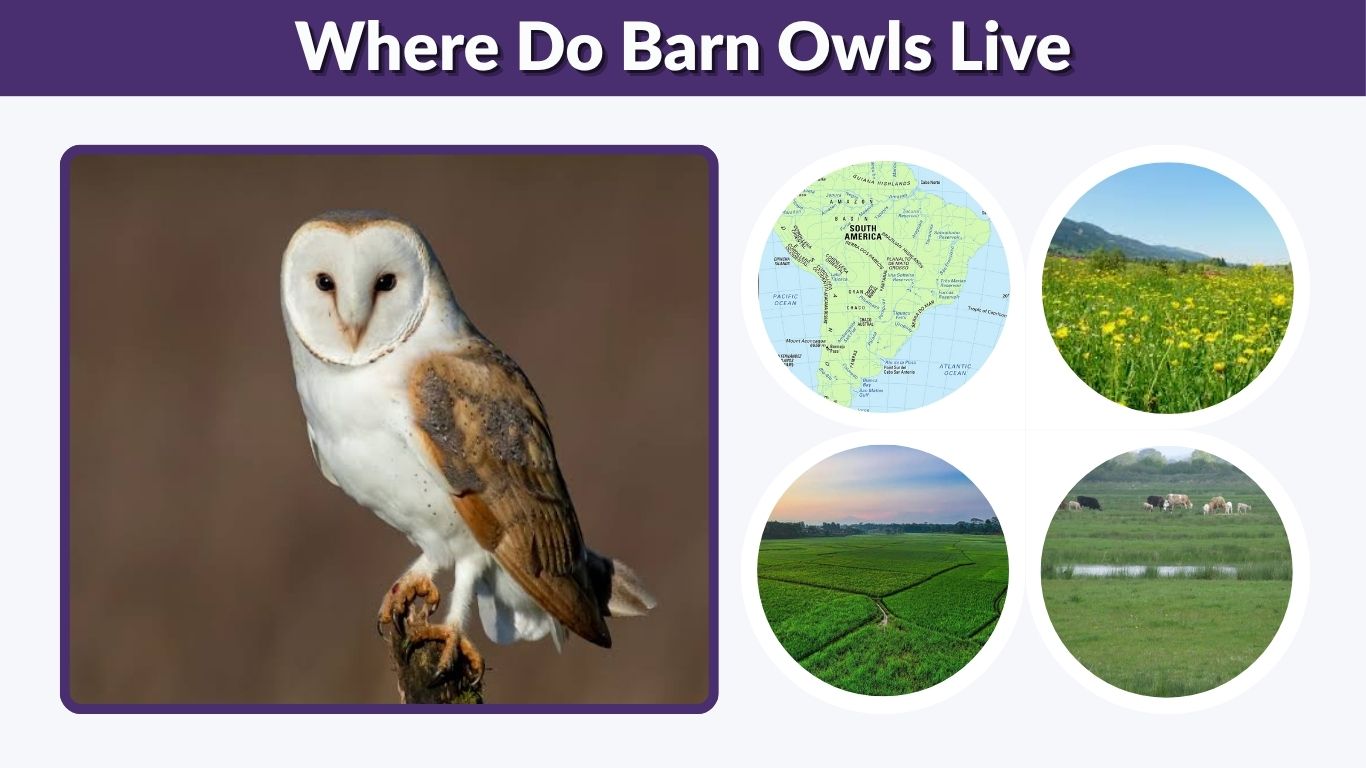 Where Do Barn Owls Live? Habitat, Range, and Nesting