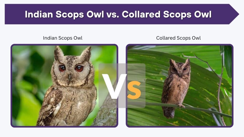 Indian Scops Owl vs. Collared Scops Owl