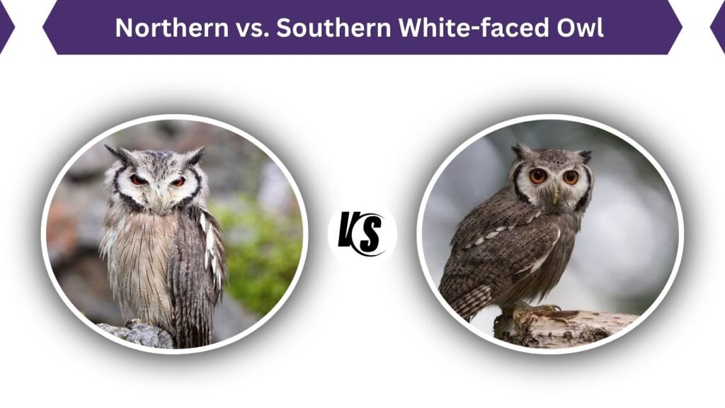 Northern vs. Southern White-faced Owl