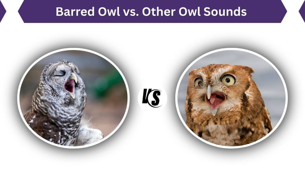 Barred Owl vs. Other Owl Sounds