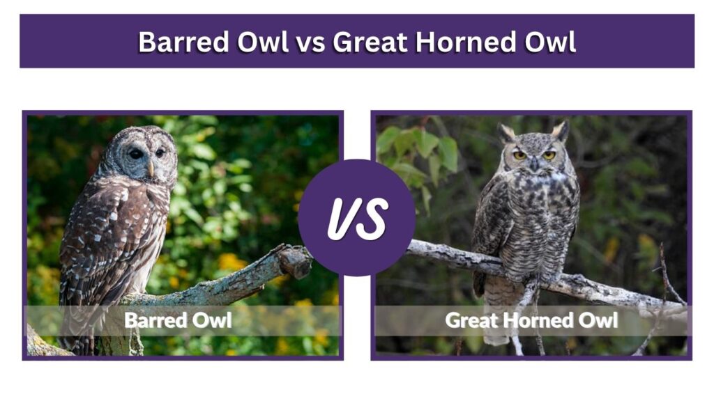 Barred Owl vs Great Horned Owl