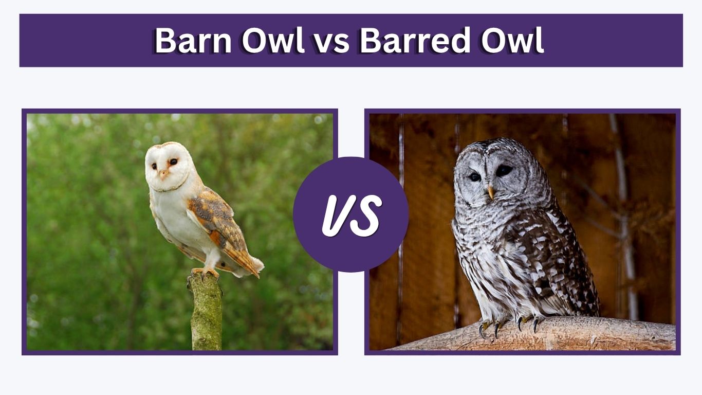 Barn Owl vs Barred Owl: Key Differences & Comparisons