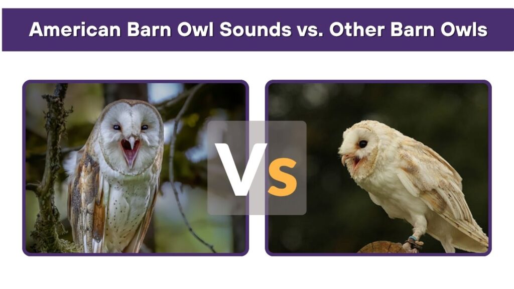 American Barn Owl Sounds vs. Other Barn Owls